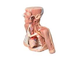 Anatomy 3D print