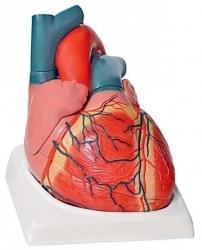 Heart and Circulatory System