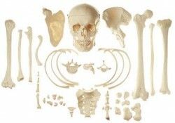 Bones and parts of skeleton