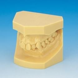 Orthodontics Area