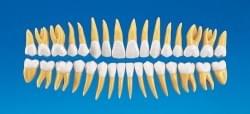 Tooth Anatomy Area
