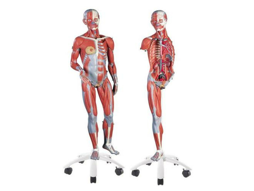 B51_01_34-Life-Size-Female-Muscle-Model-on-a-metal-stand-without-internal-organs-23-part