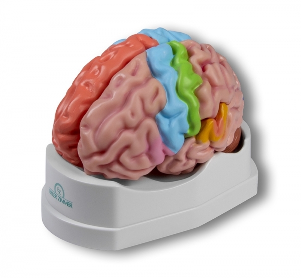C922 - Funkn a regionln model mozku, ivotn velikost, 5 st
