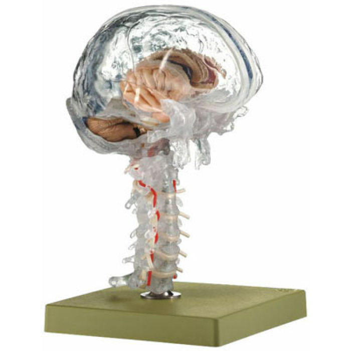 BS 25/T - Prhledn model mozku