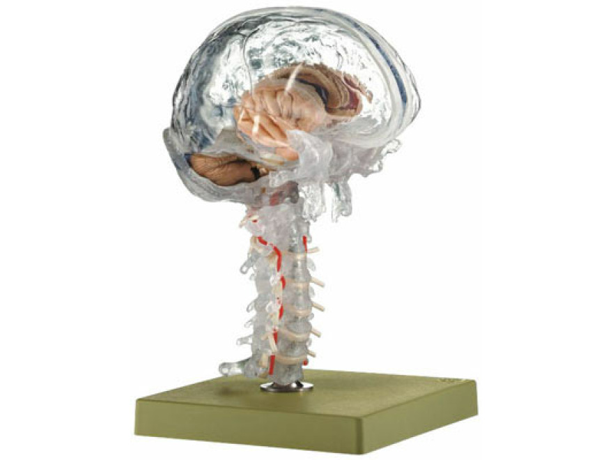 BS 25/T - Průhledný model mozku