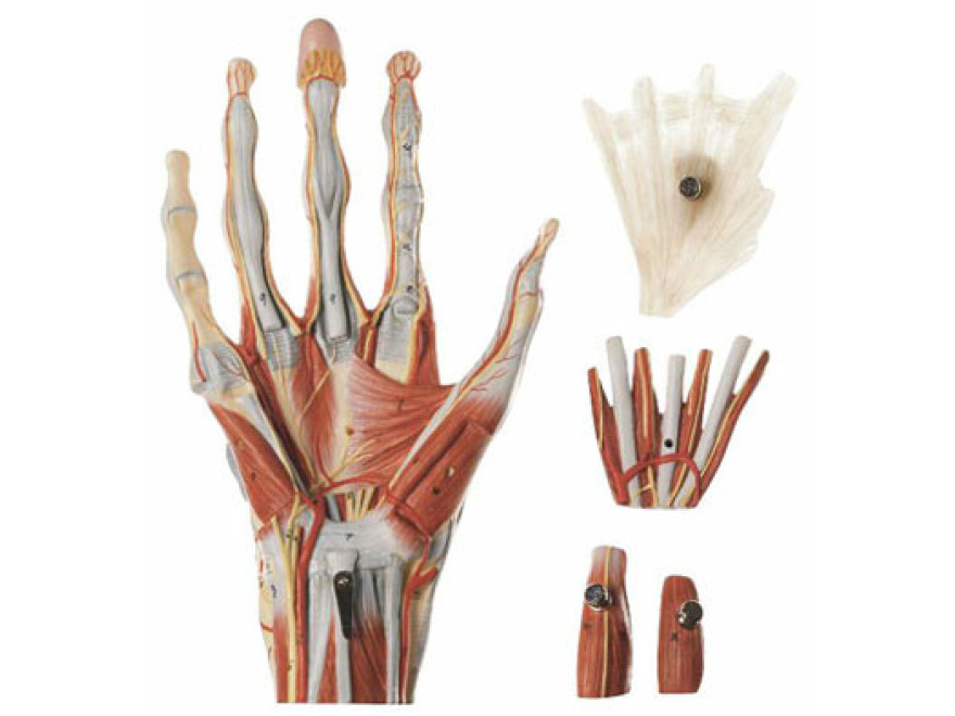 NS 13 - Chirurgický model ruky