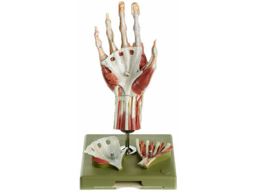 NS 13/1 - Chirurgický model ruky