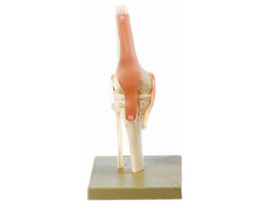 NS 50 - Praktický model kolenního kloubu