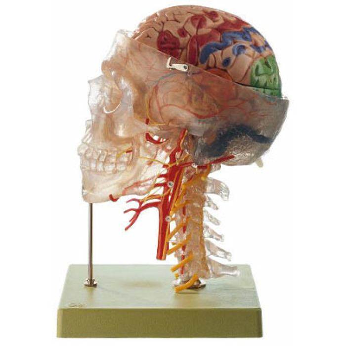 QS 65/7 - Neuroanatomick model hlavy