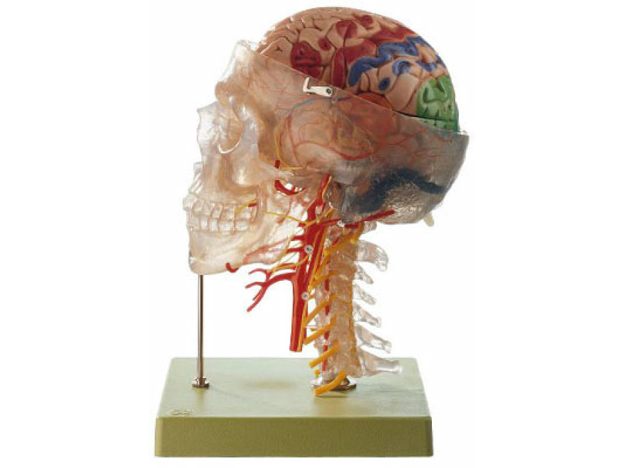 QS 65/7 - Neuroanatomick model hlavy