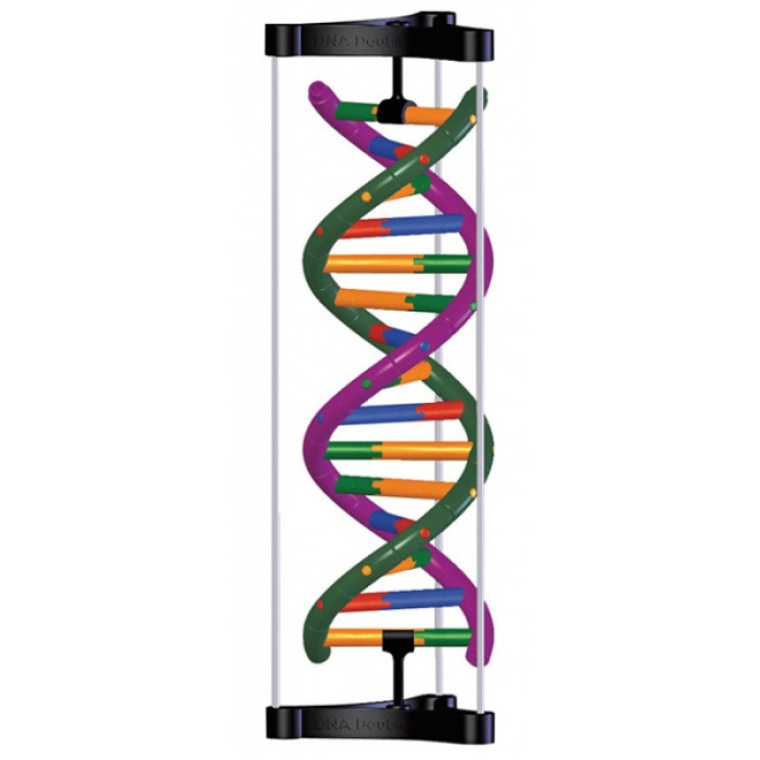 Model struktury dvojit roubovice DNA