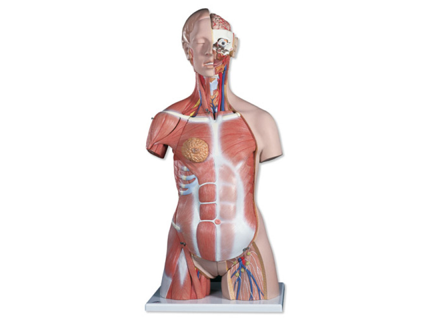 B40 - Deluxe torso se svaly, dvojí pohlaví, 31 částí