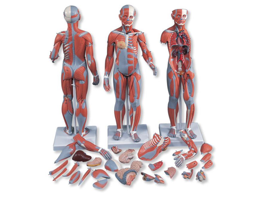 B55 - Kompletní postava se svaly a vnitřními orgány, dvojí pohlaví, 33 částí