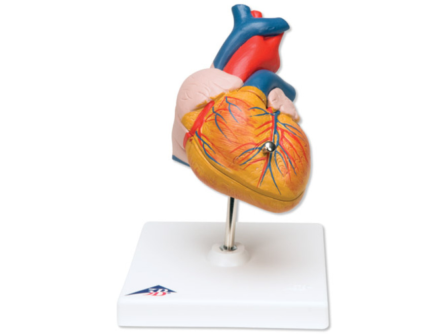 G08 - Klasický model srdce, 2 části