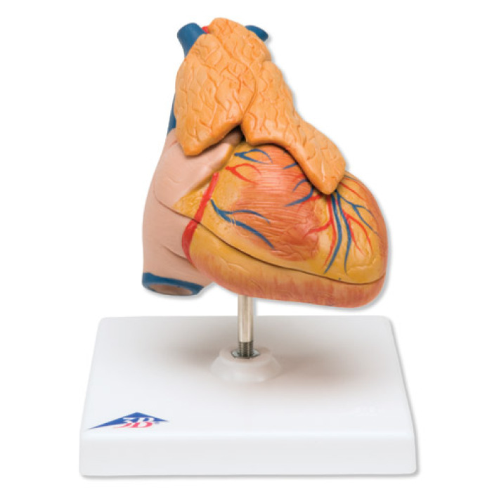 G08/1 - Klasick model srdce s brzlkem, 3 sti