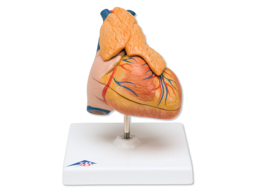 G08/1 - Klasický model srdce s brzlíkem, 3 části