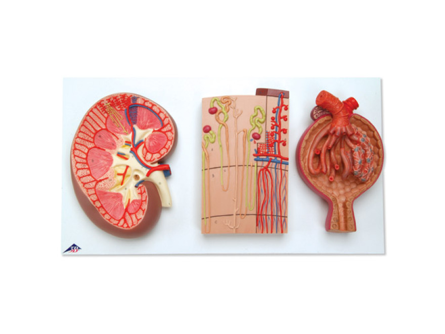 K11 - Průřez ledvinou, nefrony, cévy a ledvinové tělísko