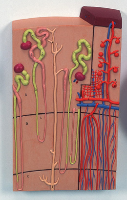 K10/1 - Nephrons and Blood Vessels, 120 times full-size