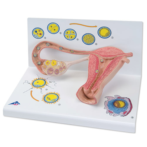 L01 - Model stdi oplodnn a vvoje embrya, 2 krt zvten