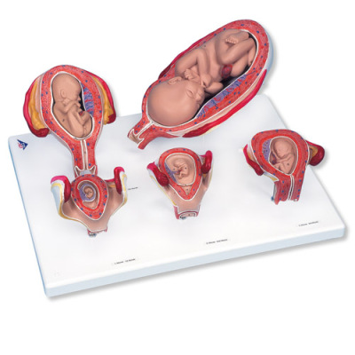 ¨L11/9 - 3B Scientific Pregnancy Series - 5 Models