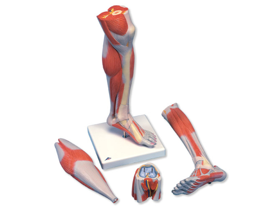 M22 - Model bérce a kolena se svaly, 3 části
