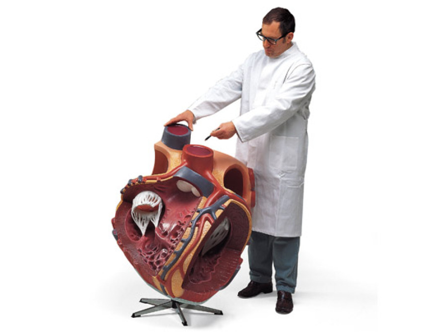 VD250 - Obří model srdce, 8 krát zvětšený