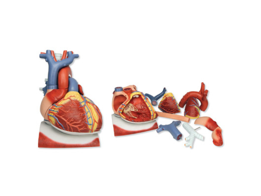 VD251 - Model srdce na bránici, 3 krát zvětšený, 10 částí