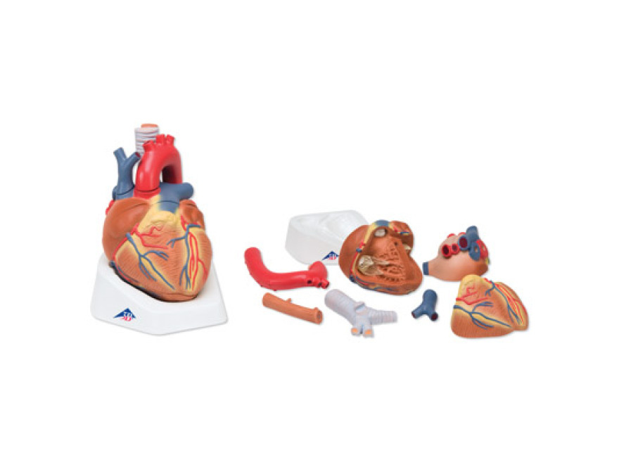 VD253 - Model srdce, 7 částí