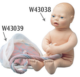 W43038 - Fetus Model
