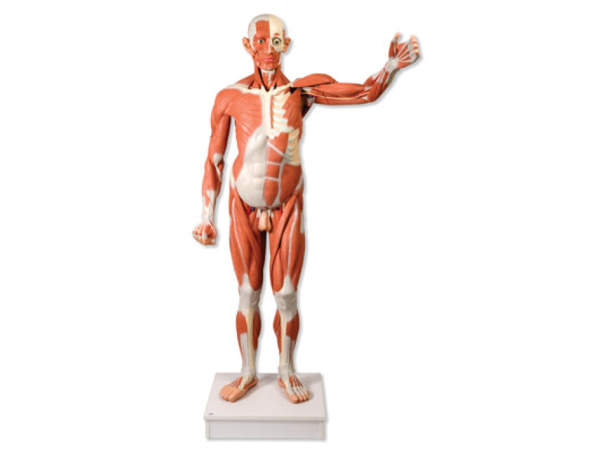 VA01 - Mužská postava se svaly v životní velikosti, 37 částí