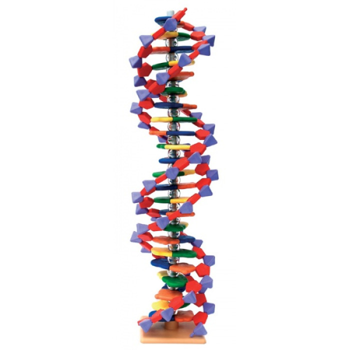Pokroil model miniDNA (22 vrstev)