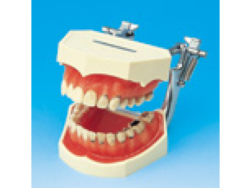 Model pro studium zubnch kaz