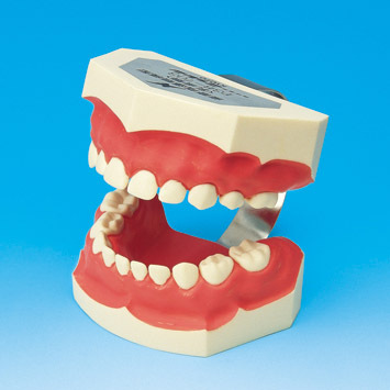 Model k demonstraci sprvnho itn zub PE-STP003