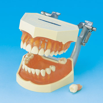 Model s odnmatelnmi zuby (dse z transparentnho rovho silikonu)