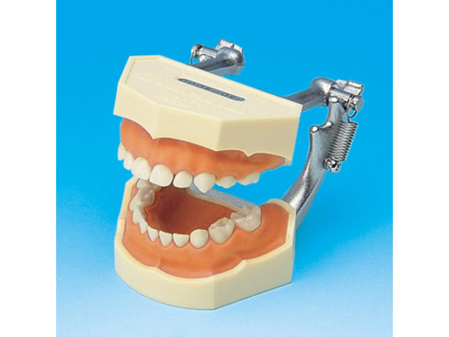 Model s odnmatelnmi zuby  mln chrup (dse z rovho silikonu)