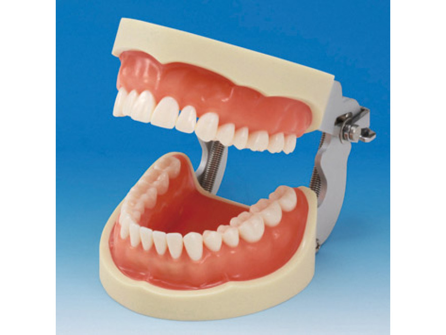 Model čelisti s protetickou náhradou (32 zubů) - dáseň pro silikonový otisk