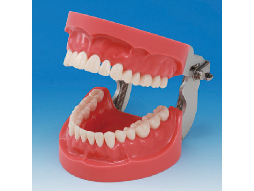 Model čelistí s tvrdou dásní (32 zubů)