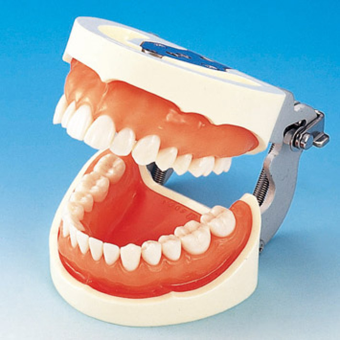 Model elisti s protetickou nhradou (28 zub) - dse pro silikonov otisk
