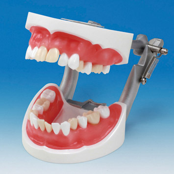 Model extrakce zub SUG2004-UL-SP-DM-28