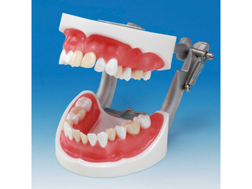 Model extrakce zubů SUG2004-UL-SP-DM-28
