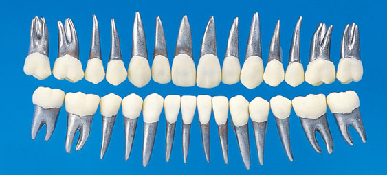 Anatomick model zubu B9-500 (sada 28 zub)