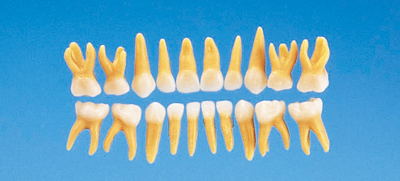 Anatomick model mlnho zubu B4-309 (sada 20 zub)