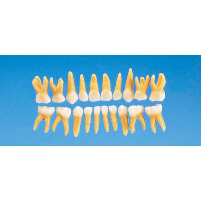 Anatomick model mlnho zubu B4-309 (sada 20 zub)