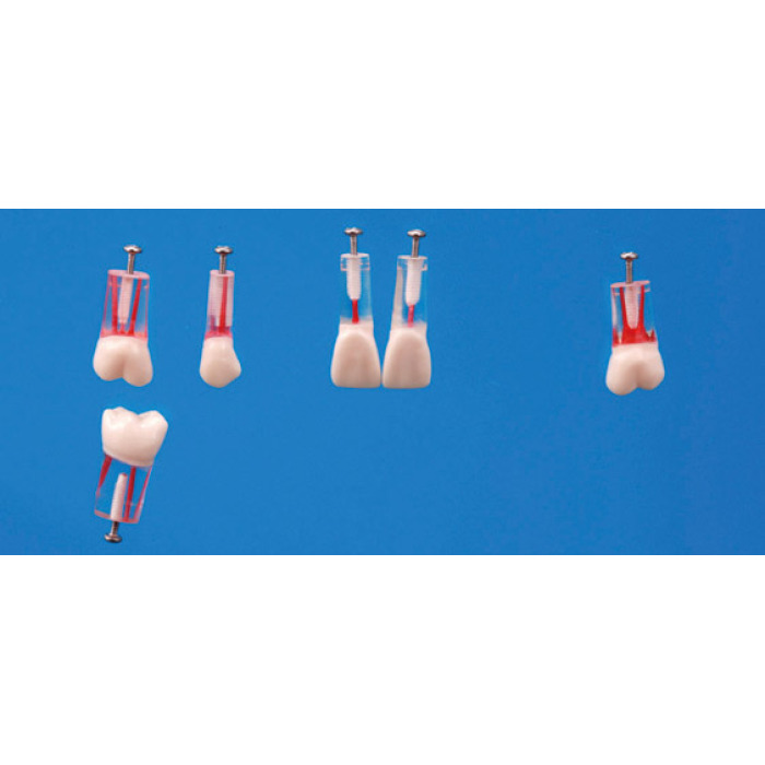 Endodontick model zubu (sada 6 zub)