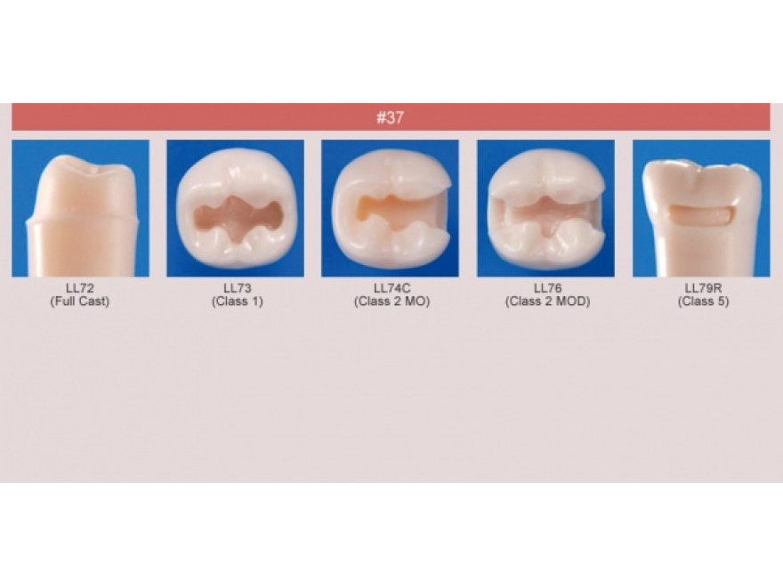 Model zubu pro přípravu pilíře můstku a čištění zubu před výplní (zub č. 37)