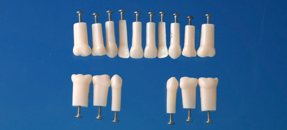 Model mlnho zubu s jednoduchm koenem (zub . 51)