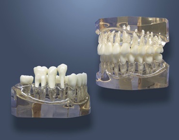 MDO-63 - Zvten model pro zubn hygienu