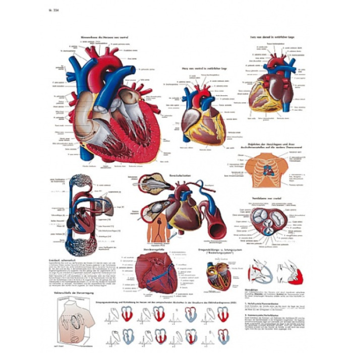 VR1334UU - Lidsk srdce