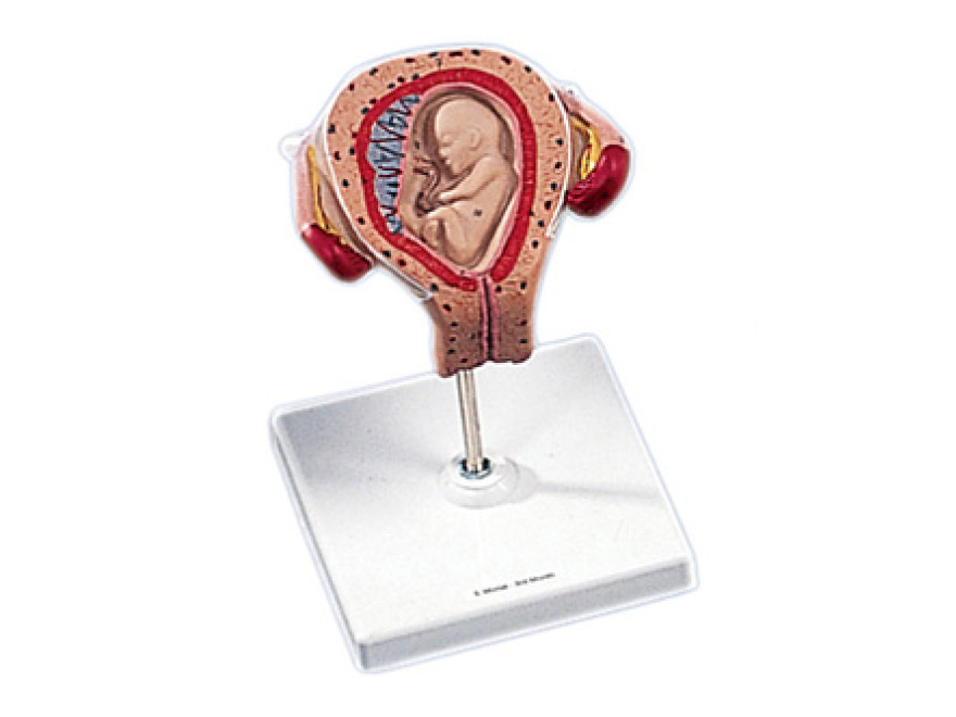L10/3 - Embryo ve 3. měsíci těhotenství
