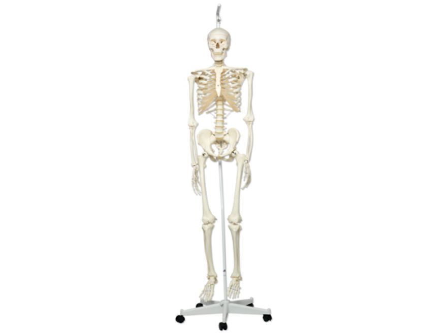 A10/1 - Model lidsk kostry Stan  na zvsnm stojanu s koleky